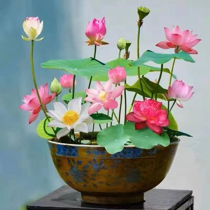 water Lotus Seeds