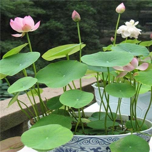 water Lotus Seeds