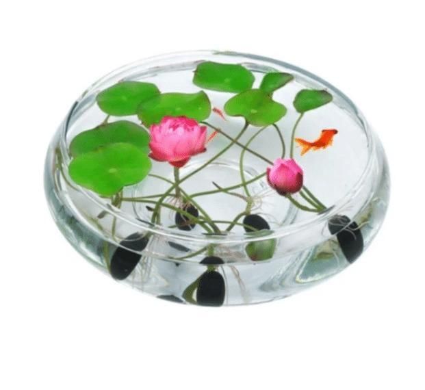 water Lotus Seeds