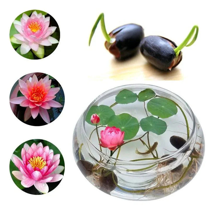 water Lotus Seeds