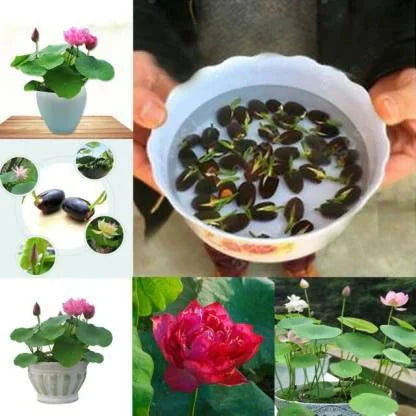 water Lotus Seeds